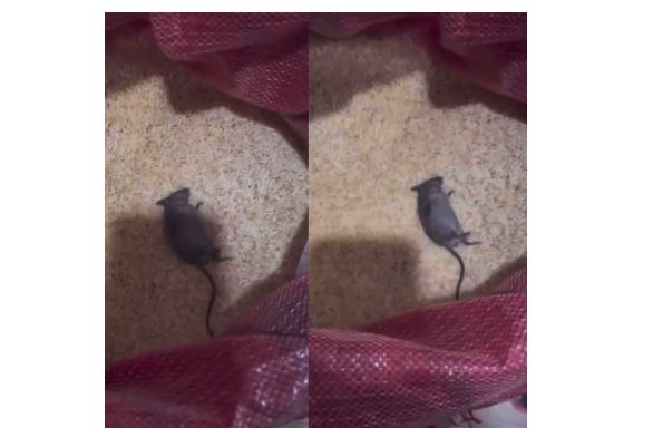 Lady Finds Deceased Rat in Bag of Rice Amid Rising Food Prices AdvertAfrica News on afronewswire.com: Amplifying Africa's Voice | afronewswire.com | Breaking News & Stories