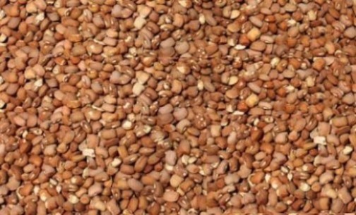 Beware of poisoned beans, Consumer Council warns Nigerians Afro News Wire