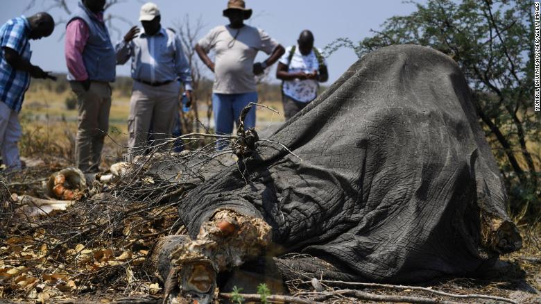 Botswana lifts ban on elephant hunting Afro News Wire