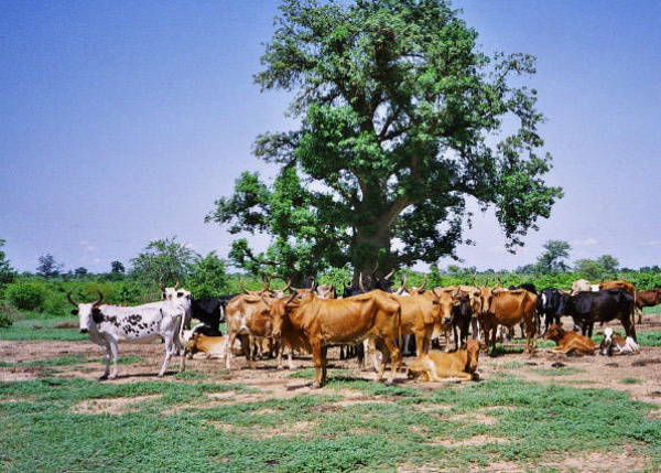 Half a billion CFA invested in cattle production areas Afro News Wire