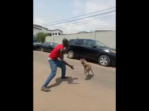 How a Ghana Goat ? can fight with human being Afro News Wire