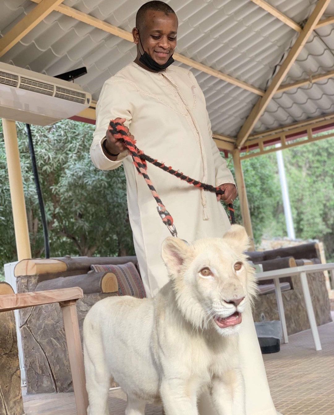 President Buhari's son in-law, Ahmed Indimi shows off his new pet, a white cub (photos) Afro News Wire