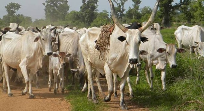 Nigerians criticize senate for considering creation of national database for cows Afro News Wire