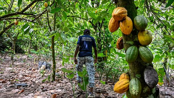 Ivory Coast, Ghana agree to cooperate on cocoa pricing Afro News Wire