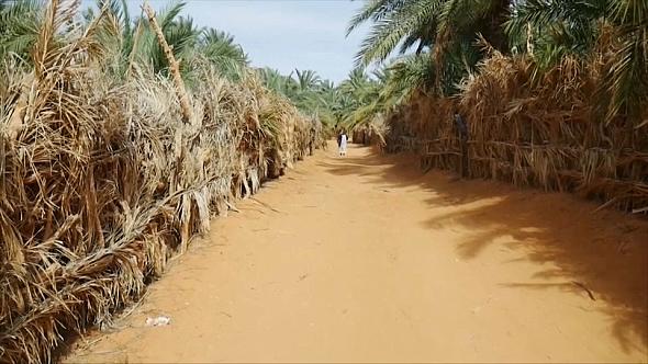 Mauritania planting trees to protect agriculture Afro News Wire