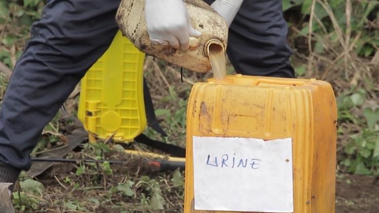 Shasha, a village in DR Congo that use human urine solution as organic fertilizer Afro News Wire