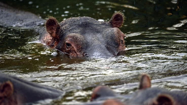 DRC: Humans and hippos, learning to live together in the Afro News Wire