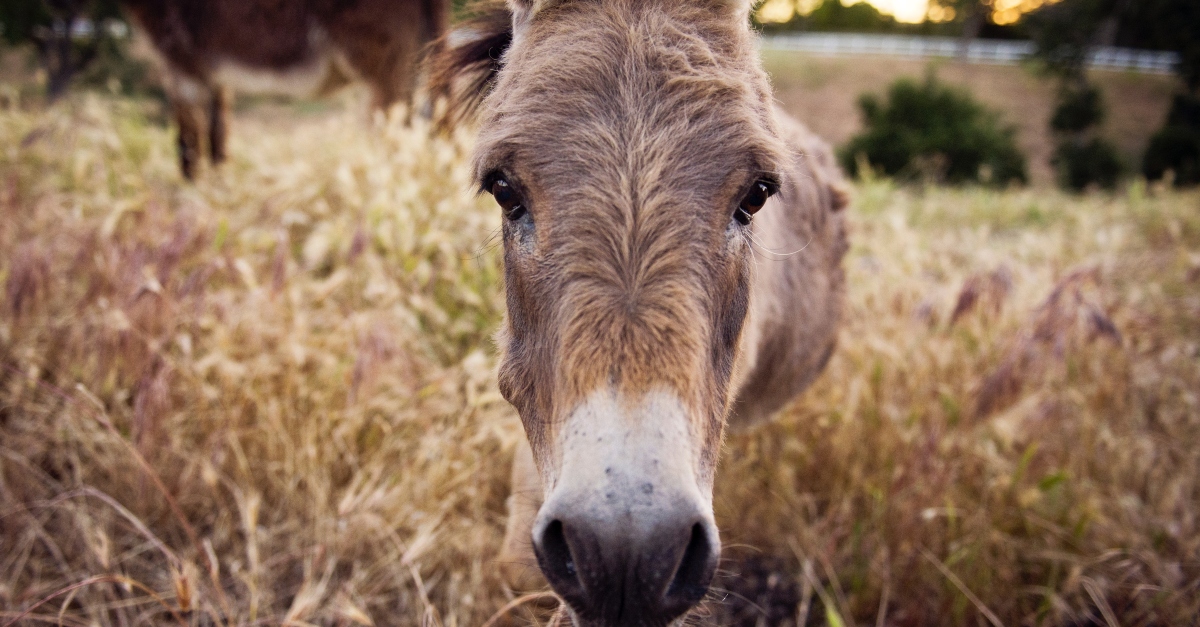 South Africa's newest popular export to China is donkeys. Afro News Wire