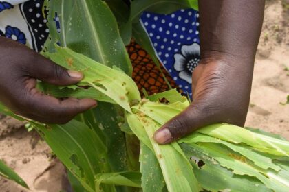 Maize farmers cry foul over army worms in Dr Congo Afro News Wire