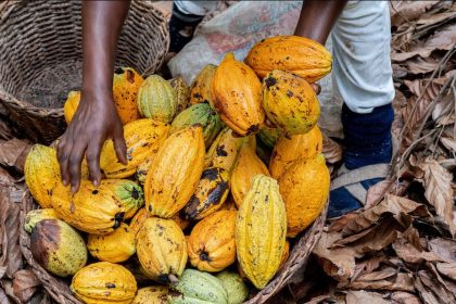 Over the price of cocoa, Ghana and Ivory Coast boycott the Brussels Sustainability Meeting. Afro News Wire