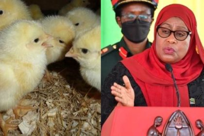 According to Tanzanian President, the directive to burn 6,400 live chicks smuggled from Kenya was wrong. Afro News Wire