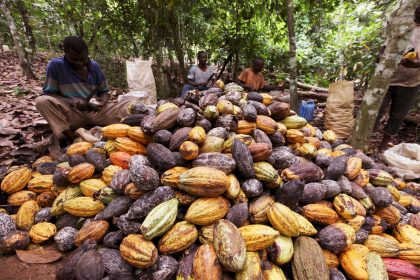 Cocoa farmers in the Ivory Coast worry that an unpredictable environment may reduce crop production. Afro News Wire