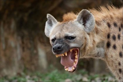Man Shocked That A Hyena He Killed After It Attacked Him Is Actually His Uncle Afro News Wire