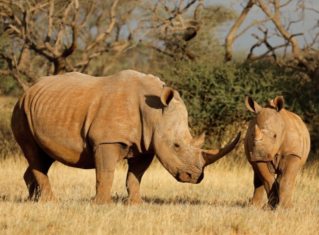 In Namibia, rhino poaching has increased by 93%. Afro News Wire