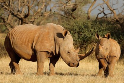 In Namibia, rhino poaching has increased by 93%. Afro News Wire