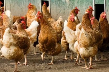 Man gets 15 years in prison for having sex with chicken. AdvertAfrica News on afronewswire.com: Amplifying Africa's Voice | afronewswire.com | Breaking News & Stories