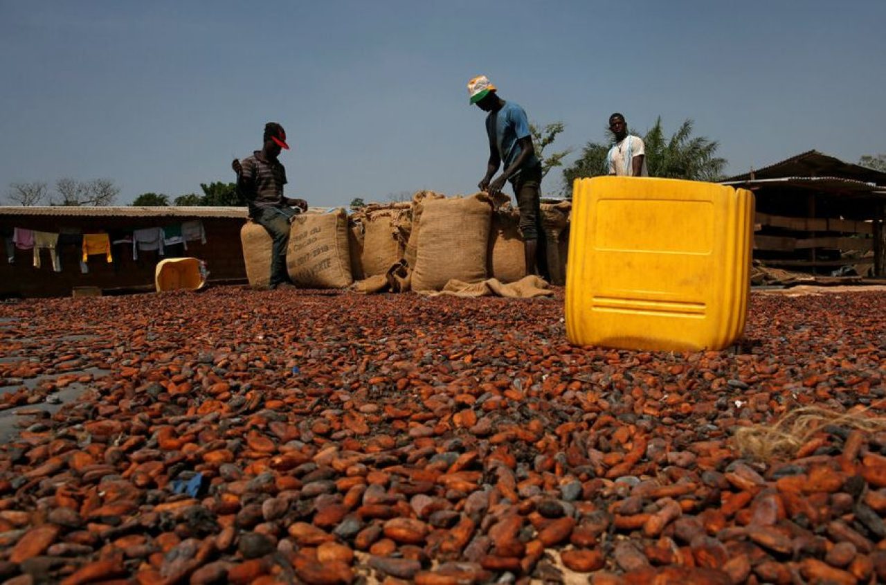 Ivory Coast cocoa exporters risk default as severe bean scarcity affects them. Afro News Wire