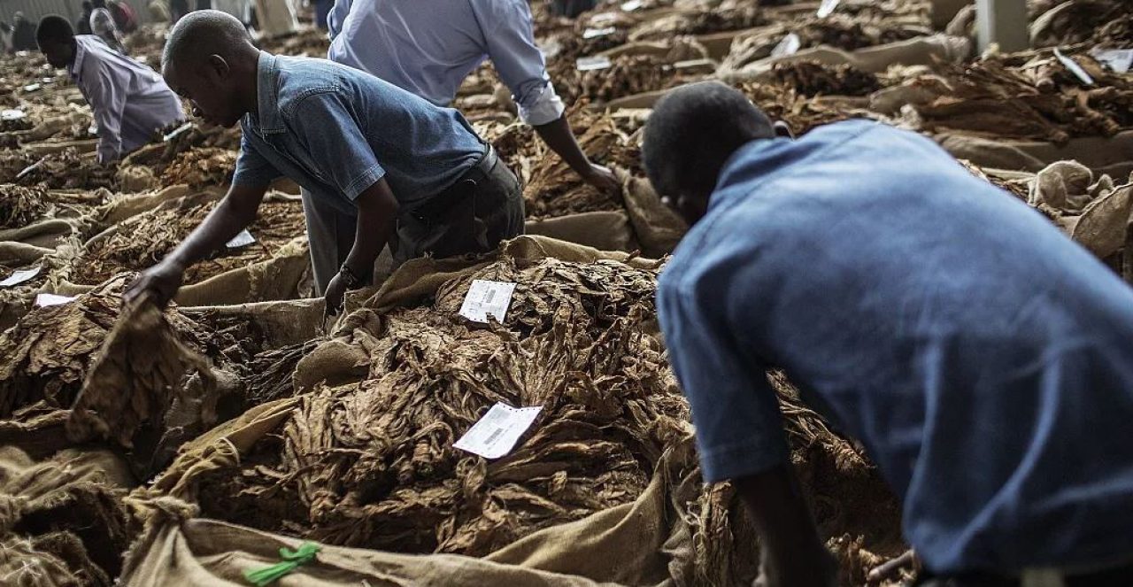 Tobacco Sales in Malawi Surge by 55% Afro News Wire