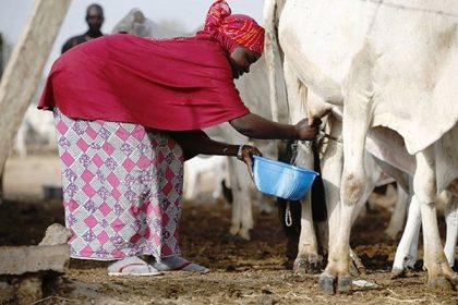 Cameroon's Milk Industry Stakeholders Aim to Address Annual Shortfall of 120,000 Tons Afro News Wire